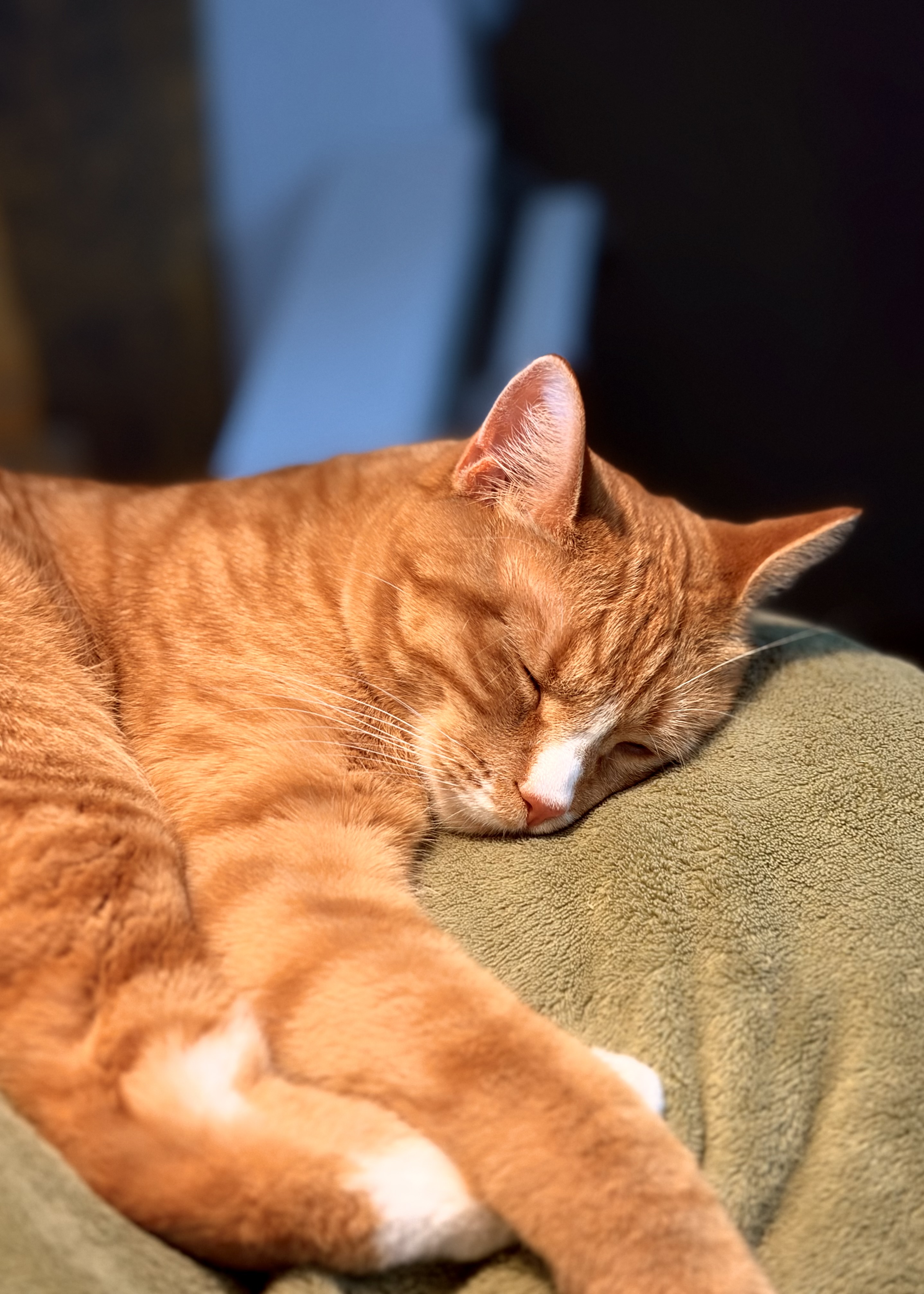 Mobie the cat